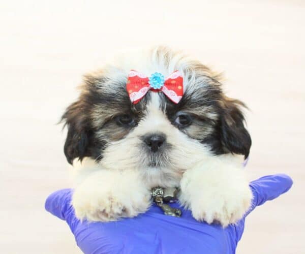 Chappell - Toy Shih Tzu Puppy - Image 5