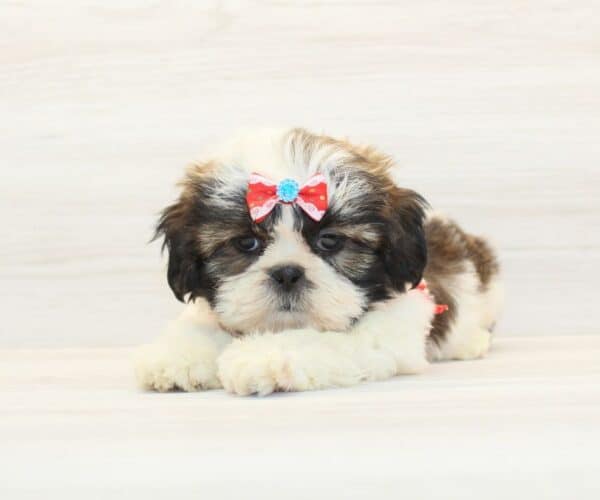Chappell - Toy Shih Tzu Puppy - Image 4