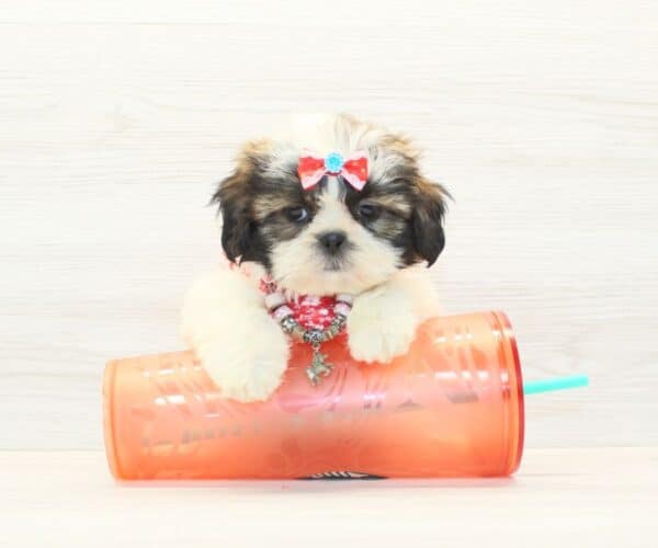 Chappell - Toy Shih Tzu Puppy - Image 3