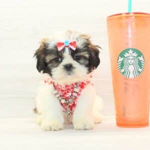 Chappell - Toy Shih Tzu Puppy