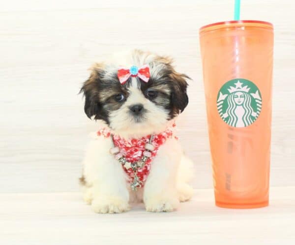 Chappell - Toy Shih Tzu Puppy