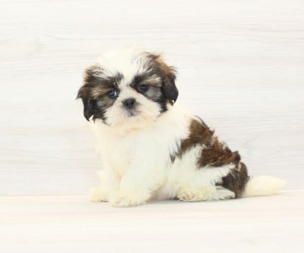 Chappell - Toy Shih Tzu Puppy - Image 2
