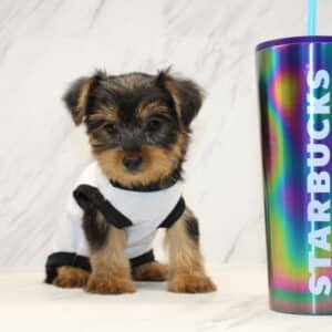 ChatGPT - Teacup Yorkie Puppy
