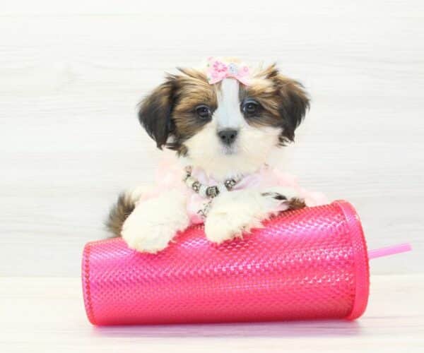 Chatty - Toy Lhasa Apso Puppy - Image 5