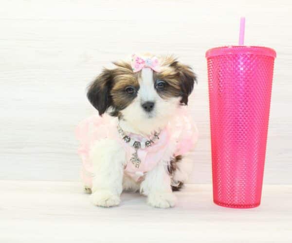 Chatty - Toy Lhasa Apso Puppy - Image 4