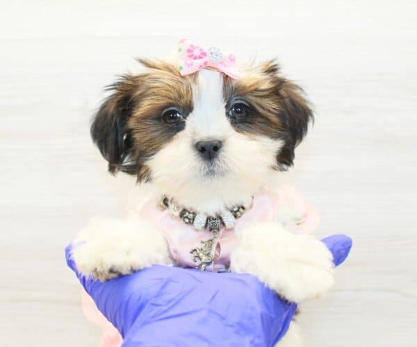 Chatty - Toy Lhasa Apso Puppy - Image 3