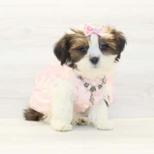 Chatty - Toy Lhasa Apso Puppy
