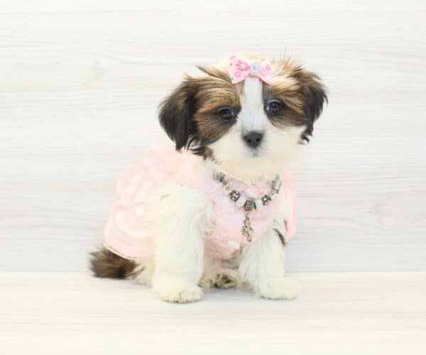 Chatty - Toy Lhasa Apso Puppy