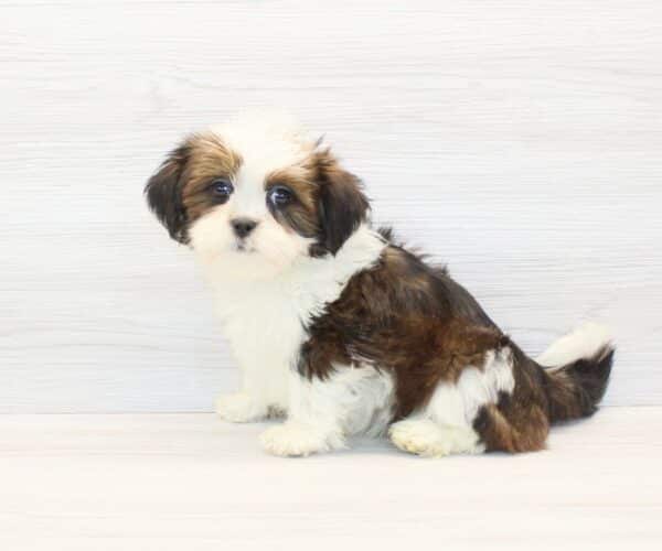 Chatty - Toy Lhasa Apso Puppy - Image 2