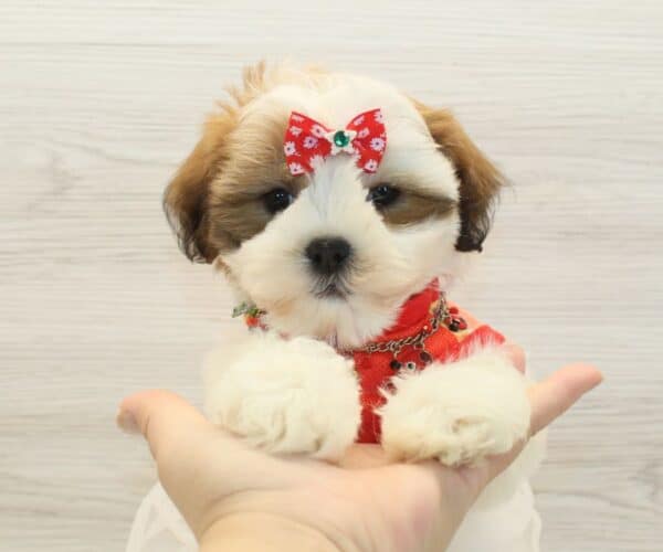 DaDa - Toy Latese Puppy - Image 2