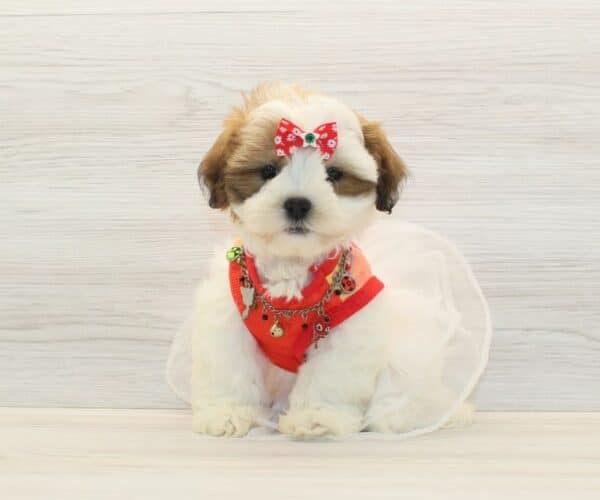 DaDa - Toy Latese Puppy - Image 5