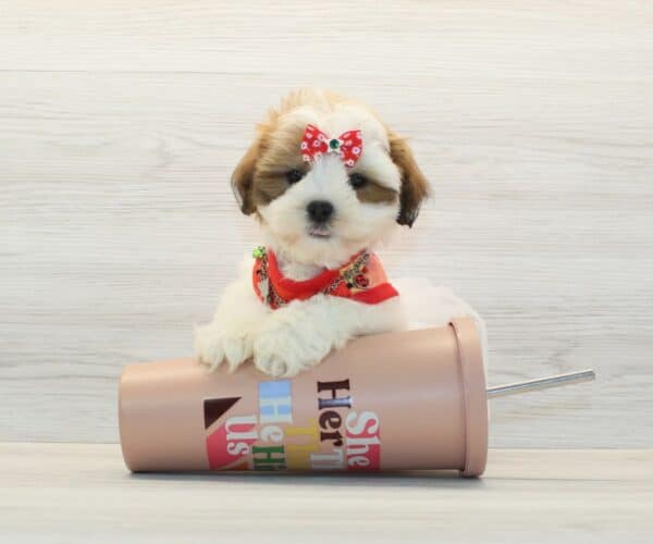 DaDa - Toy Latese Puppy - Image 4