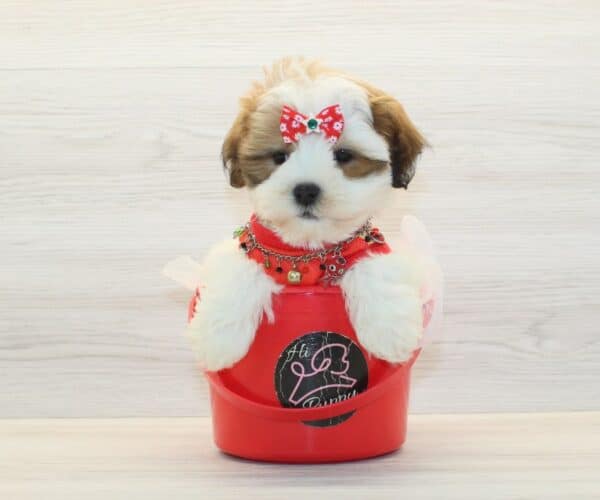 DaDa - Toy Latese Puppy - Image 3