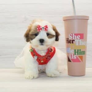 DaDa - Toy Latese Puppy