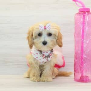 Daisy - Toy Cavapoo Puppy