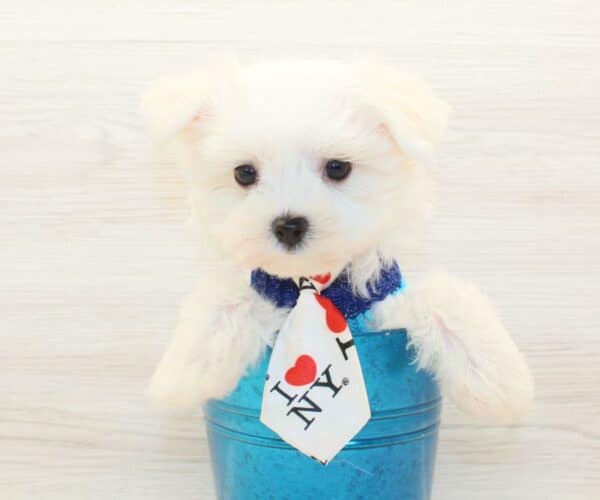 Galactus - Teacup Maltese Puppy - Image 2