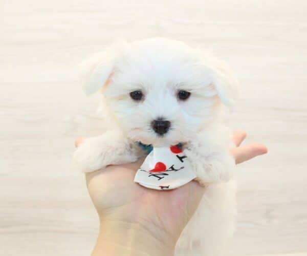 Galactus - Teacup Maltese Puppy - Image 3