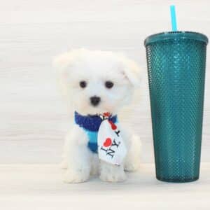 Galactus - Teacup Maltese Puppy