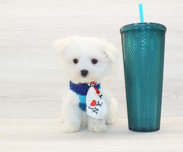 Galactus - Teacup Maltese Puppy