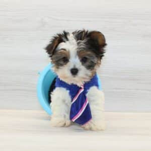 Happiness – Tiny Teacup Biewer Yorkie Puppy