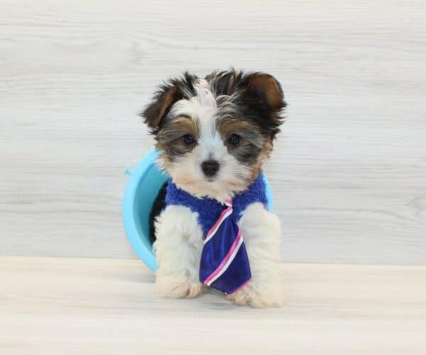 Happiness – Tiny Teacup Biewer Yorkie Puppy