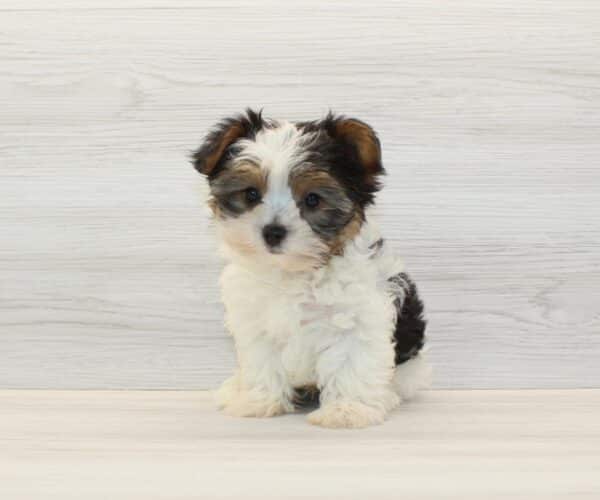 Happiness – Tiny Teacup Biewer Yorkie Puppy - Image 5