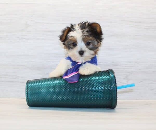 Happiness – Tiny Teacup Biewer Yorkie Puppy - Image 3