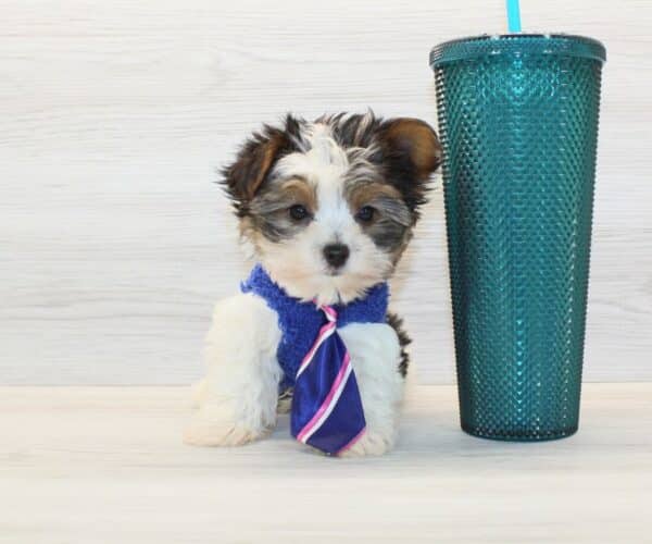 Happiness – Tiny Teacup Biewer Yorkie Puppy - Image 2