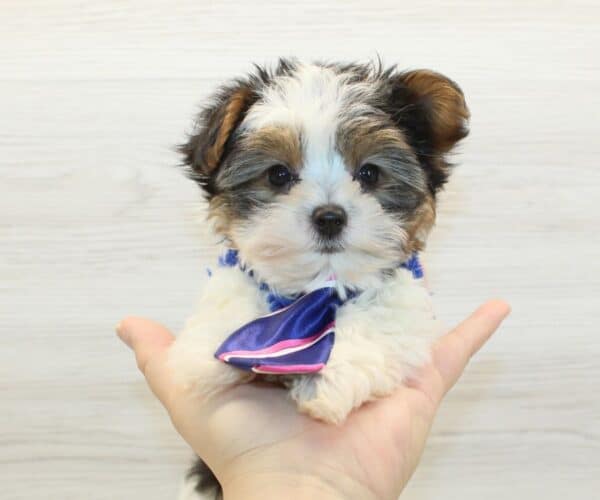 Happiness – Tiny Teacup Biewer Yorkie Puppy - Image 4