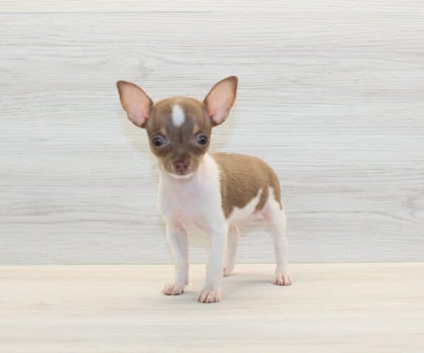Harper - Tiny Teacup Chihuahua Puppy - Image 5