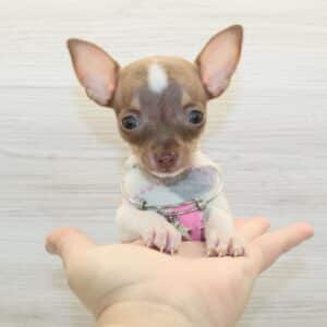 Harper - Tiny Teacup Chihuahua Puppy