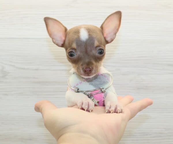 Harper - Tiny Teacup Chihuahua Puppy