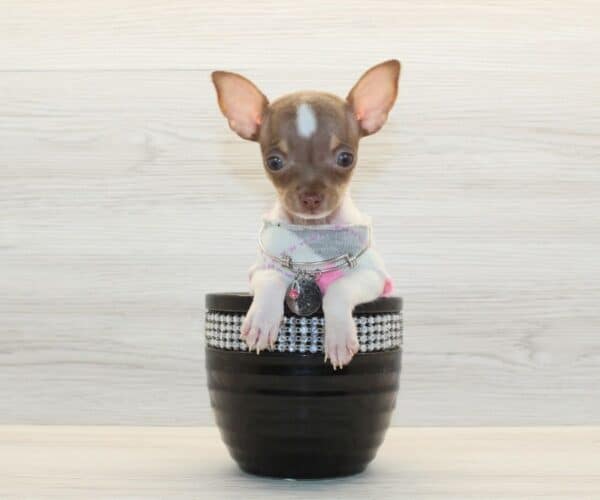 Harper - Tiny Teacup Chihuahua Puppy - Image 4