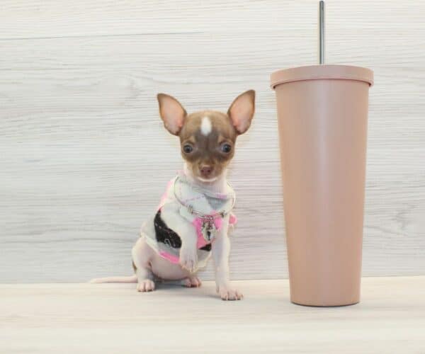 Harper - Tiny Teacup Chihuahua Puppy - Image 2