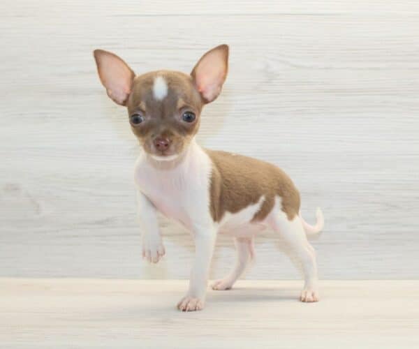 Harper - Tiny Teacup Chihuahua Puppy - Image 3