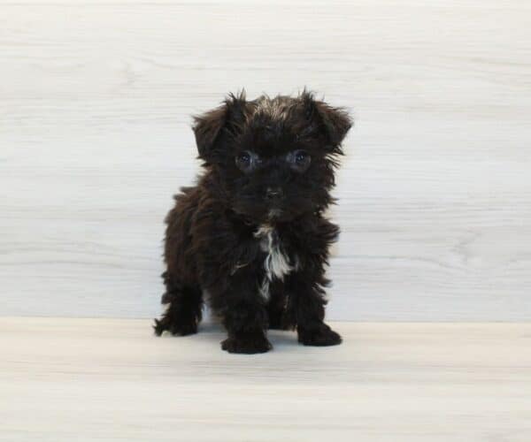 HeHe - Tiny Teacup Yorkipoo Puppy - Image 5