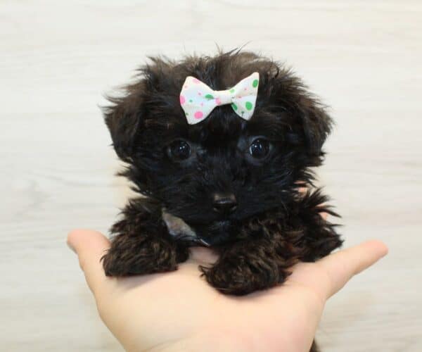 HeHe - Tiny Teacup Yorkipoo Puppy - Image 2