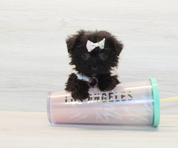 HeHe - Tiny Teacup Yorkipoo Puppy - Image 4