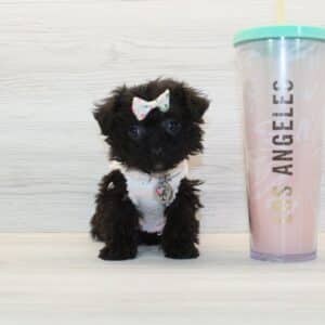 HeHe - Tiny Teacup Yorkipoo Puppy