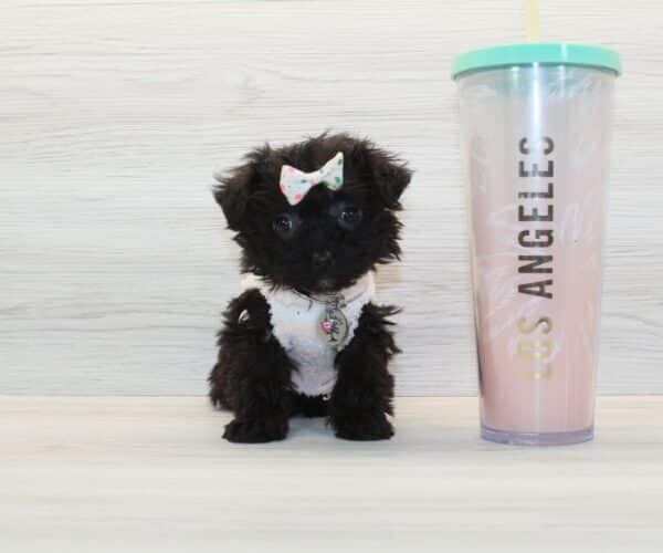 HeHe - Tiny Teacup Yorkipoo Puppy