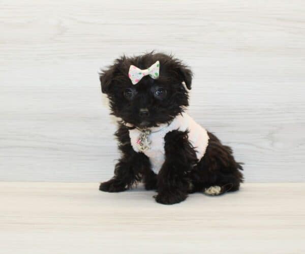 HeHe - Tiny Teacup Yorkipoo Puppy - Image 3