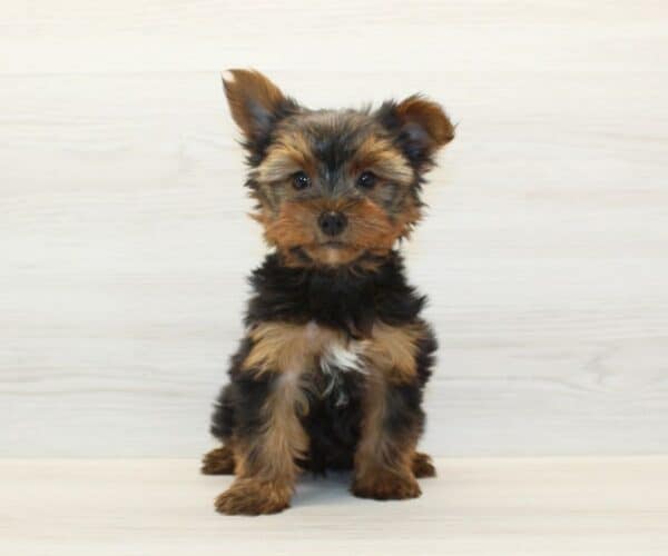 Herbie - Toy Yorkie Puppy - Image 3