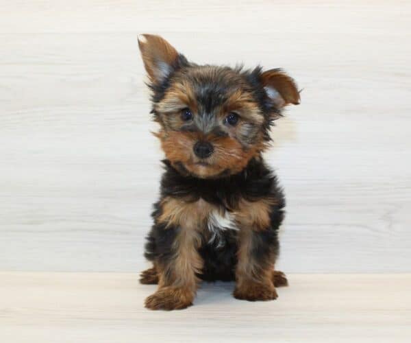 Herbie - Toy Yorkie Puppy - Image 2