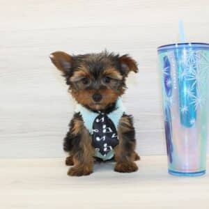 Herbie - Toy Yorkie Puppy