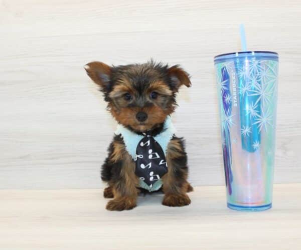 Herbie - Toy Yorkie Puppy