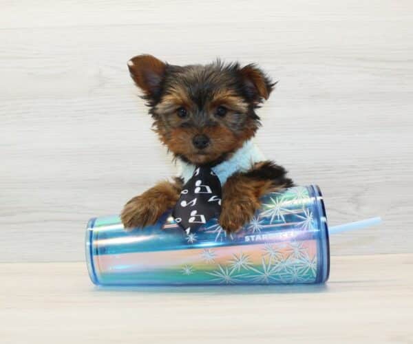 Herbie - Toy Yorkie Puppy - Image 4