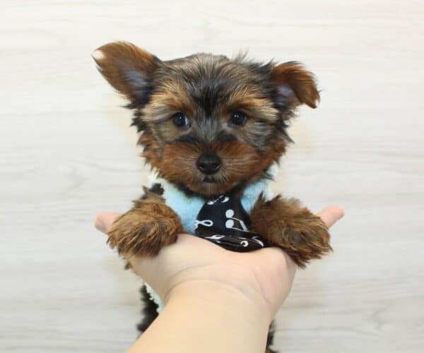 Herbie - Toy Yorkie Puppy - Image 5