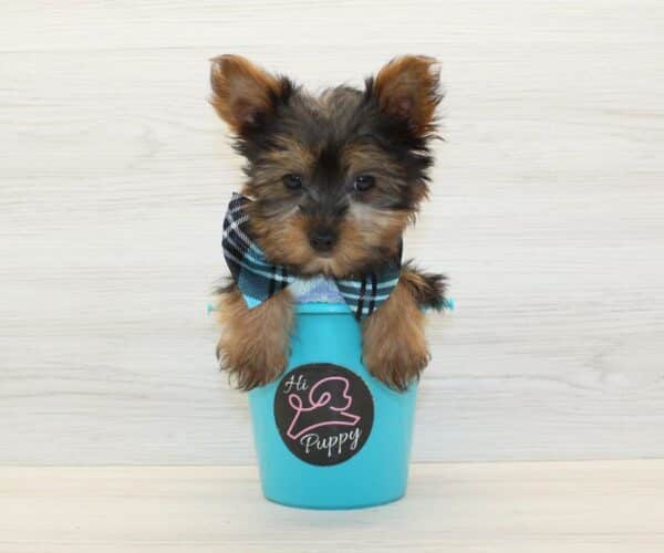 Hope - Teacup Yorkie Puppy - Image 4