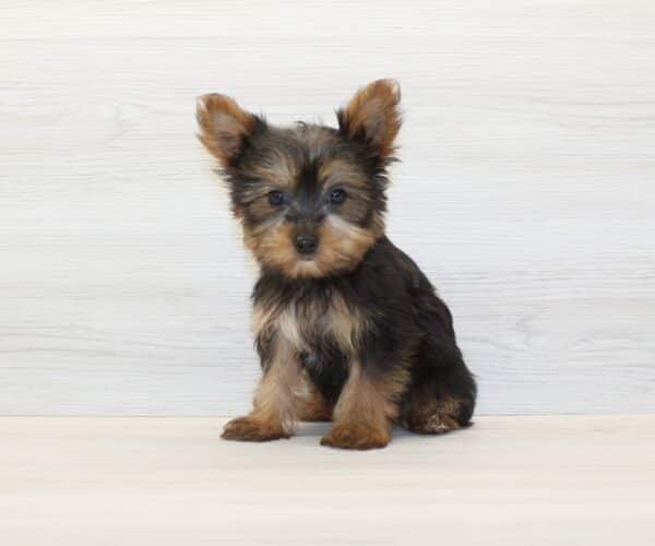 Hope - Teacup Yorkie Puppy - Image 5