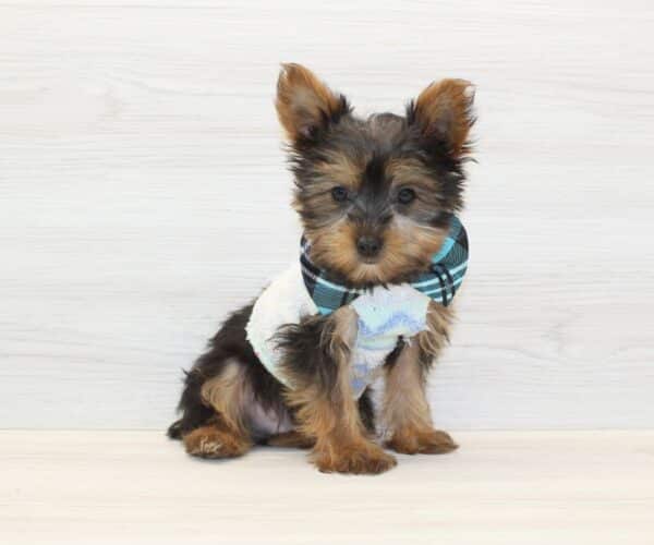 Hope - Teacup Yorkie Puppy - Image 3